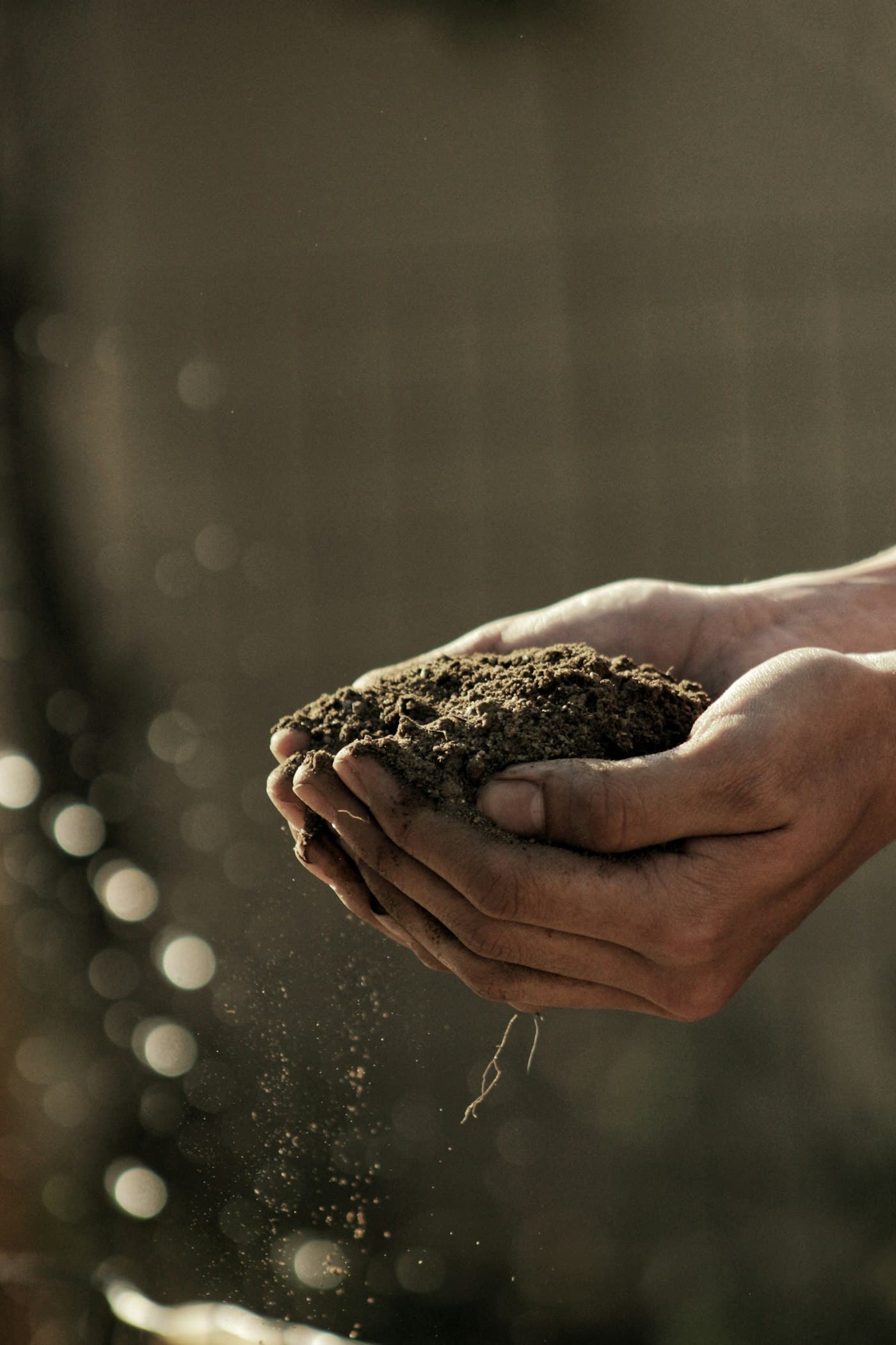 Hands holding garden soil