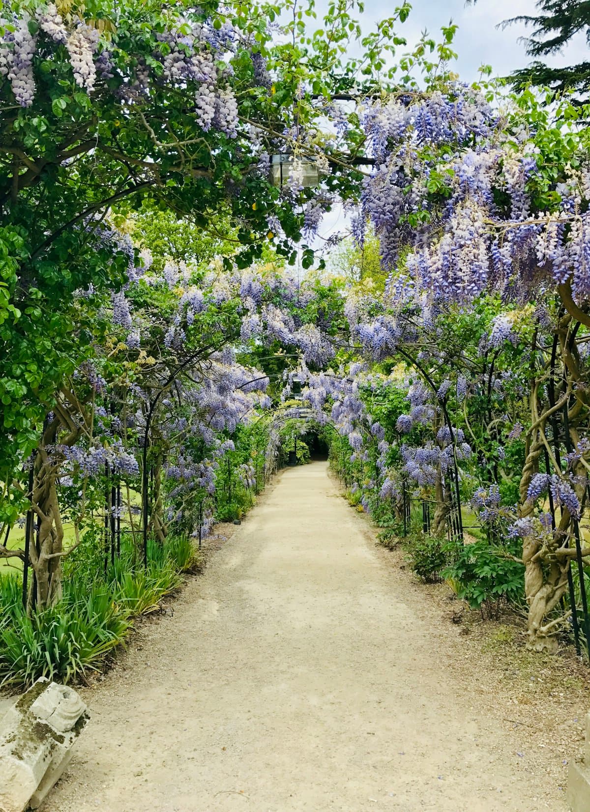 A garden path under an arch of blooming wisteria